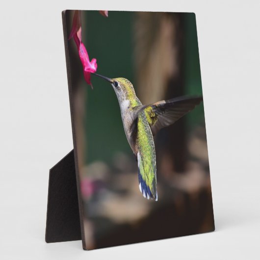 Blume Hummingvogel und Salvia Fotoplatte (Seite)