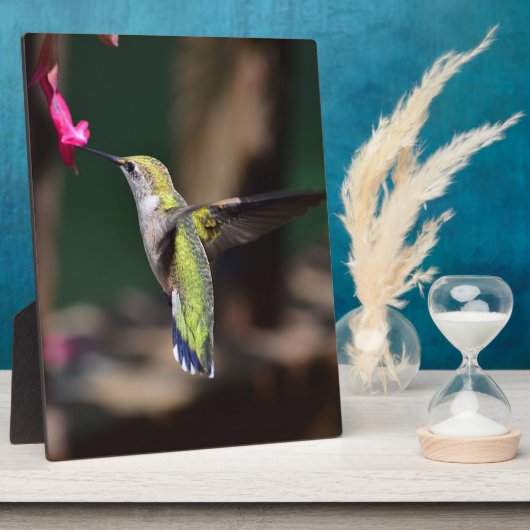 Blume Hummingvogel und Salvia Fotoplatte (Seite)