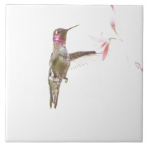 Blume Hummingvogel und Single