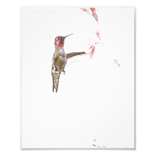 Blume Hummingvogel und Single Fotodruck (Vorne)