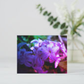 Blume Hyacinth (Hyacinthus) Postkarte (Stehend Vorderseite)
