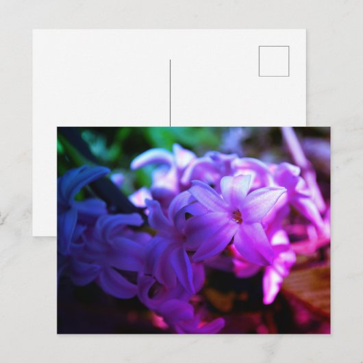 Blume Hyacinth (Hyacinthus) Postkarte (Vorne/Hinten)