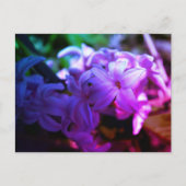 Blume Hyacinth (Hyacinthus) Postkarte (Vorderseite)