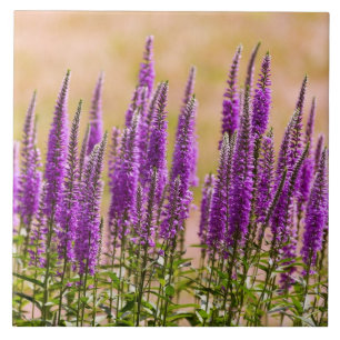 Blume - Ich träume von Lavendel Fliese