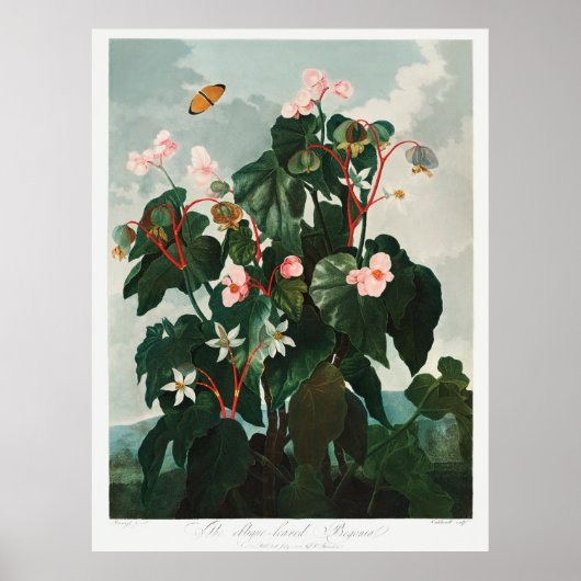 Blume Illustration Poster (Vorne)