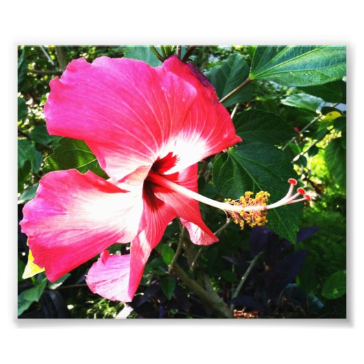 Blume im Blütenrosa Fotodruck (Vorne)