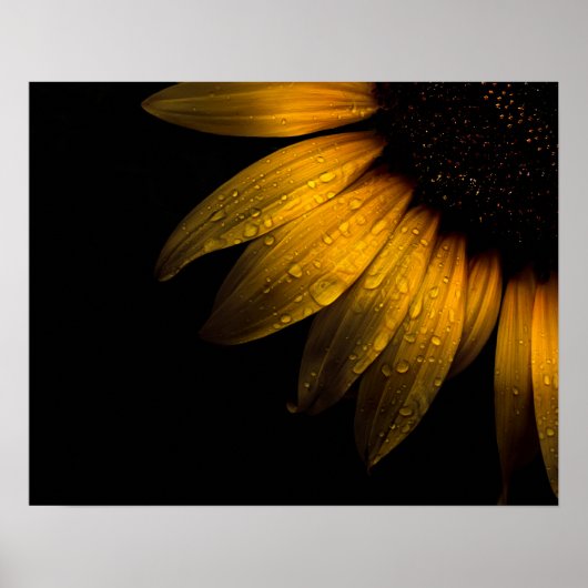 Blume im Garten 28 Sonnenblumen Poster (Vorne)