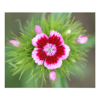 Blume im Garten Fotodruck