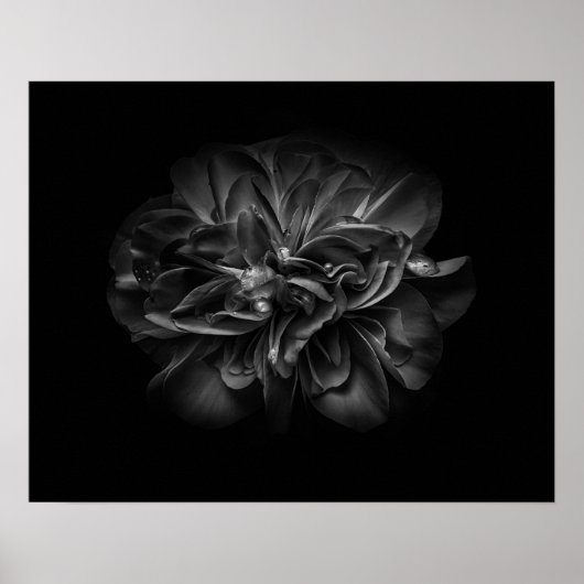 Blume im Garten in Schwarz und Weiß 67 Poster (Vorne)