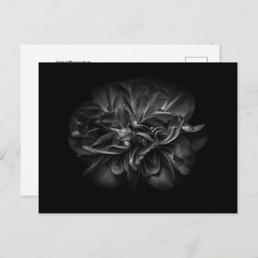 Blume im Garten in Schwarz und Weiß 67 Postkarte (Vorne/Hinten)