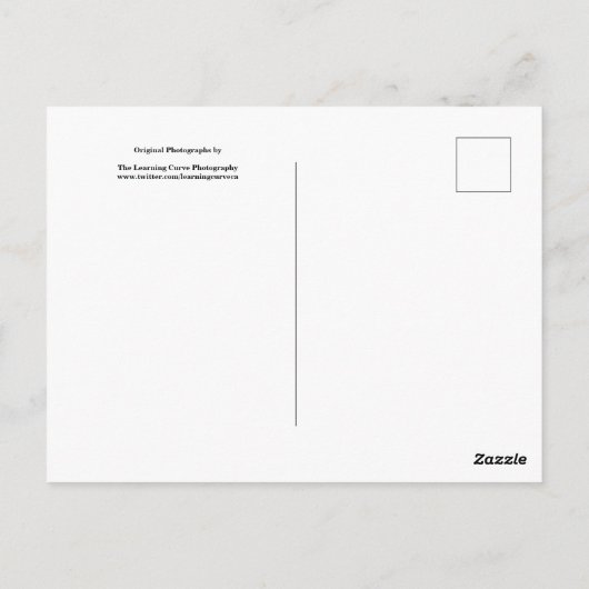 Blume im Garten in Schwarz und Weiß 67 Postkarte (Rückseite)