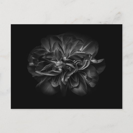 Blume im Garten in Schwarz und Weiß 67 Postkarte (Vorderseite)