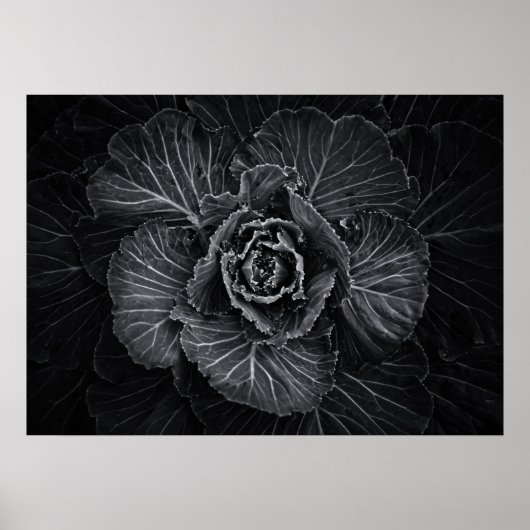 Blume im Garten in Schwarz und Weiß Nr. 108 Poster (Vorne)