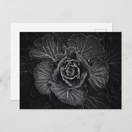 Blume im Garten in Schwarz und Weiß Nr. 108 Postkarte (Vorne/Hinten)