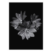 Blume im Garten in Schwarz und Weiß Nr. 11 Fotodruck (Vorne)