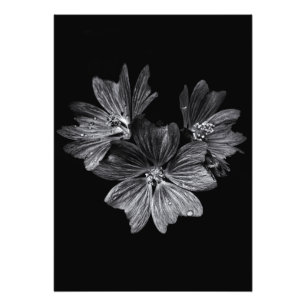 Blume im Garten in Schwarz und Weiß Nr. 11 Fotodruck