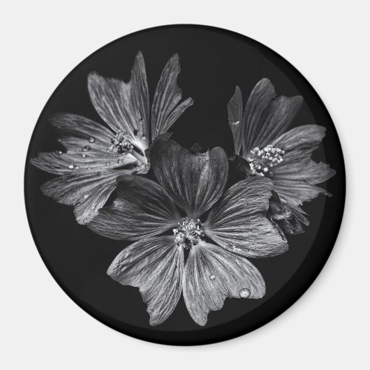Blume im Garten in Schwarz und Weiß Nr. 11 Magnet (Vorne)