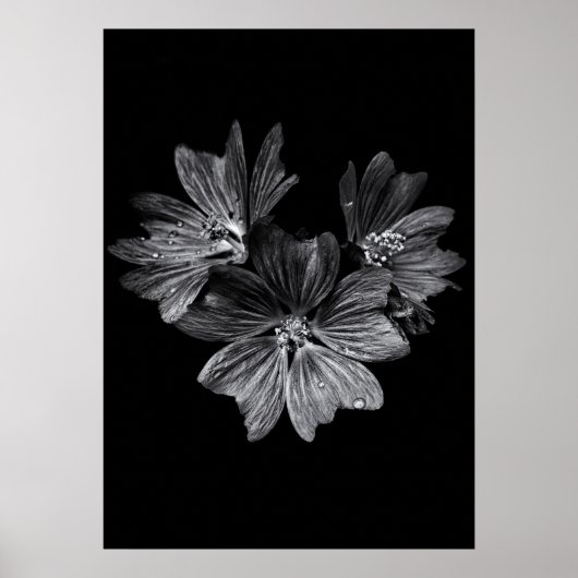 Blume im Garten in Schwarz und Weiß Nr. 11 Poster (Vorne)