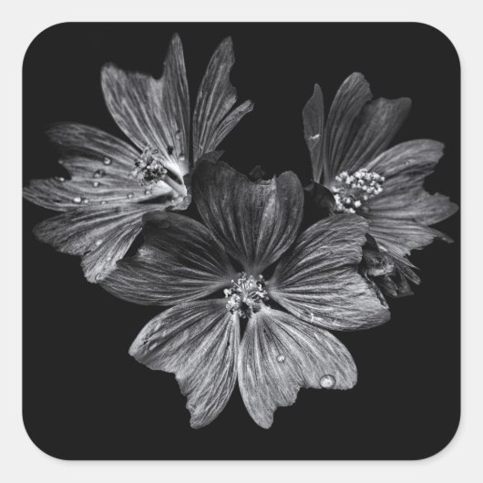 Blume im Garten in Schwarz und Weiß Nr. 11 Quadratischer Aufkleber (Vorderseite)