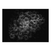 Blume im Garten in Schwarz und Weiß Nr. 29 Fotodruck (Vorne)