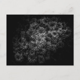 Blume im Garten in Schwarz und Weiß Nr. 29 Postkarte