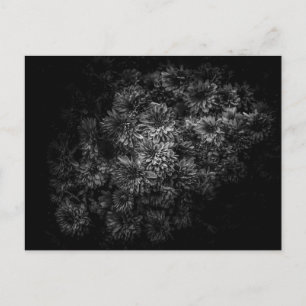 Blume im Garten in Schwarz und Weiß Nr. 29 Postkarte