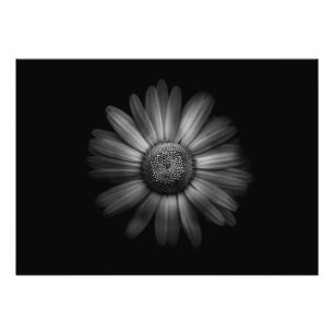 Blume im Garten in Schwarz und Weiß Nr. 31 Fotodruck