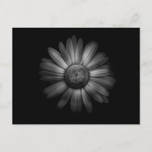 Blume im Garten in Schwarz und Weiß Nr. 31 Postkarte