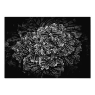 Blume im Garten in Schwarz und Weiß Nr. 42 Fotodruck