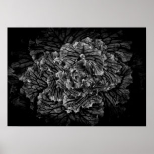 Blume im Garten in Schwarz und Weiß Nr. 42 Poster