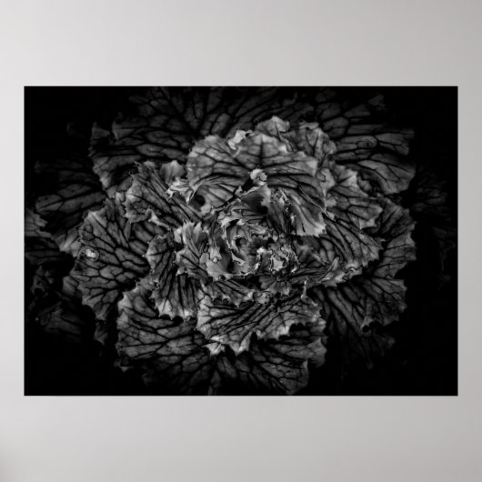 Blume im Garten in Schwarz und Weiß Nr. 42 Poster (Vorne)