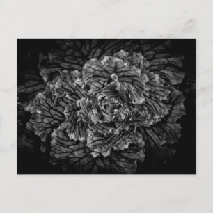 Blume im Garten in Schwarz und Weiß Nr. 42 Postkarte