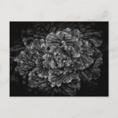 Blume im Garten in Schwarz und Weiß Nr. 42 Postkarte (Vorderseite)