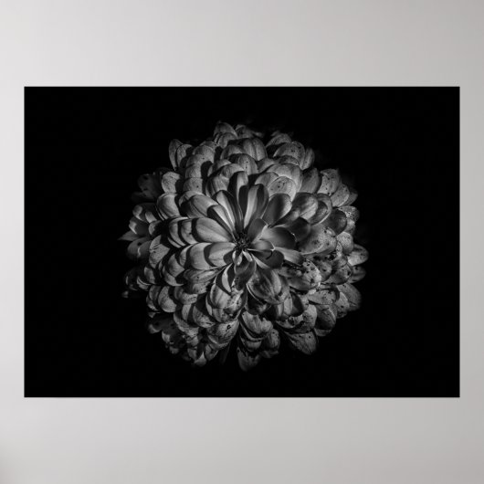 Blume im Garten in Schwarz und Weiß Nr. 48 Poster (Vorne)