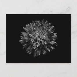 Blume im Garten in Schwarz und Weiß Nr. 53 Postkarte
