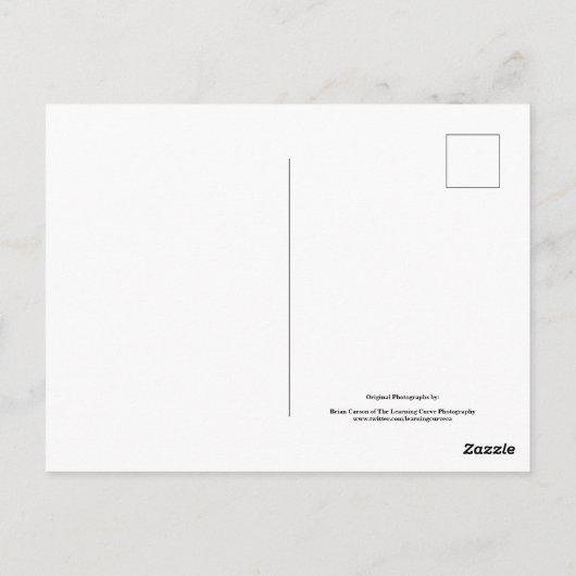 Blume im Garten in Schwarz und Weiß Nr. 54 Postkarte (Rückseite)