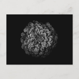 Blume im Garten in Schwarz und Weiß Nr. 54 Postkarte