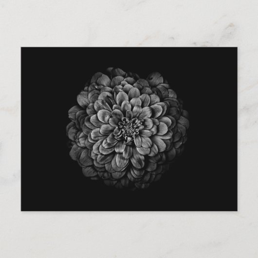 Blume im Garten in Schwarz und Weiß Nr. 54 Postkarte (Vorderseite)