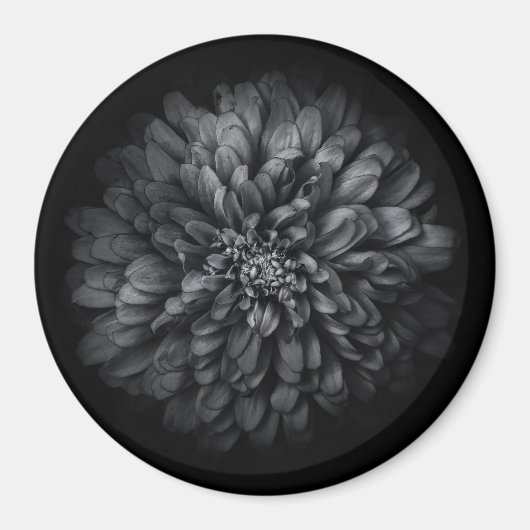 Blume im Garten in Schwarz und Weiß Nr. 68 Magnet (Vorne)