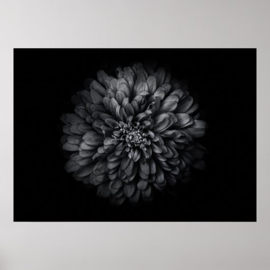 Blume im Garten in Schwarz und Weiß Nr. 68 Poster (Vorne)