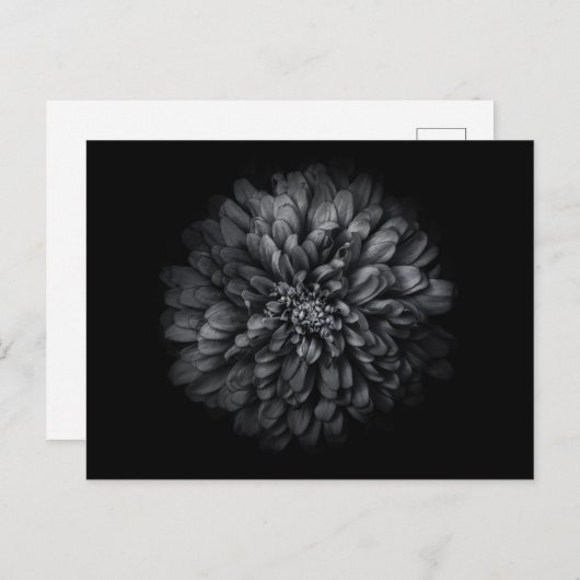 Blume im Garten in Schwarz und Weiß Nr. 68 Postkarte (Vorne/Hinten)