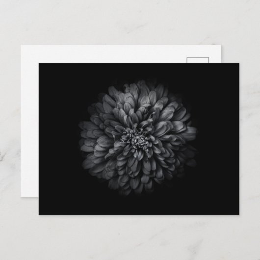 Blume im Garten in Schwarz und Weiß Nr. 68 Postkarte (Vorne/Hinten)