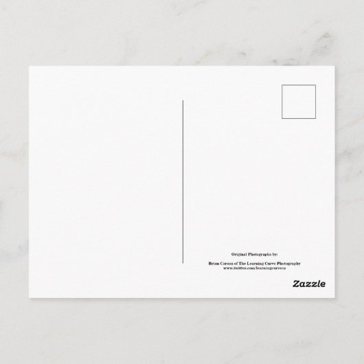 Blume im Garten in Schwarz und Weiß Nr. 68 Postkarte (Rückseite)