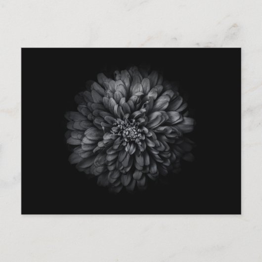 Blume im Garten in Schwarz und Weiß Nr. 68 Postkarte (Vorderseite)