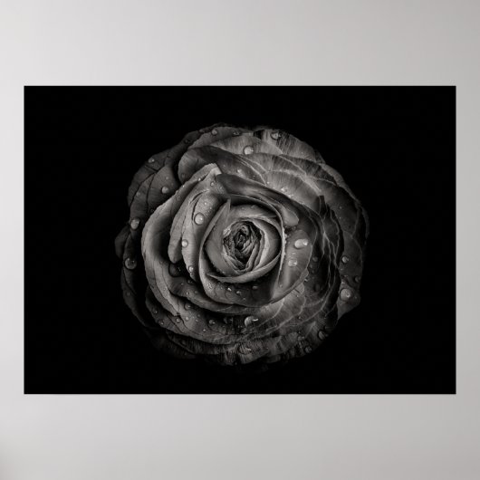 Blume im Garten in Schwarz und Weiß Nr. 72 Poster (Vorne)