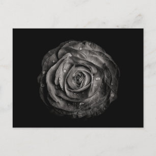 Blume im Garten in Schwarz und Weiß Nr. 72 Postkarte