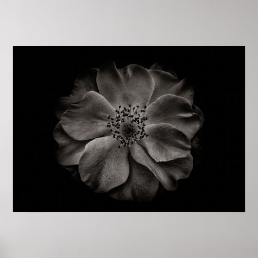 Blume im Garten in Schwarz und Weiß Nr. 84 Poster (Vorne)