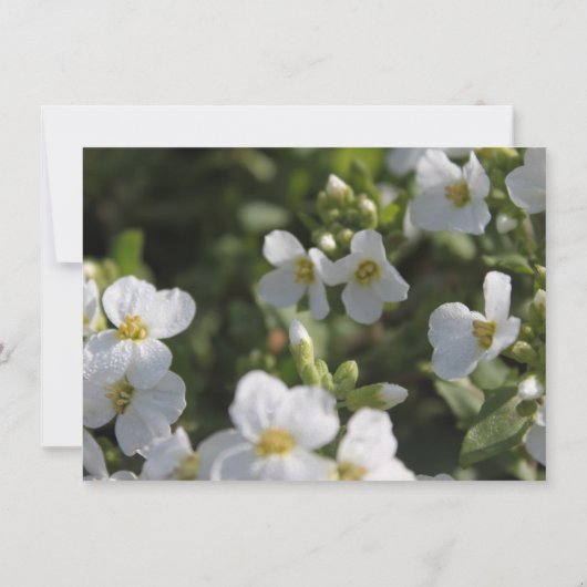 Blume im Garten mit frischen Proben Einladung (Rückseite)