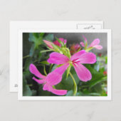 Blume im Garten, rosa Postkarte (Vorne/Hinten)