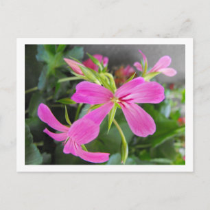 Blume im Garten, rosa Postkarte